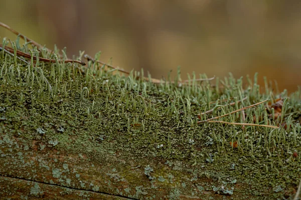Zöld Moha Egy Fán Erdőben Sekély Mélységélesség — Stock Fotó