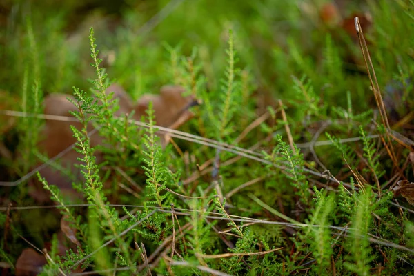 Close Green Moss Forest Shallow Depth Field — Stock Photo, Image