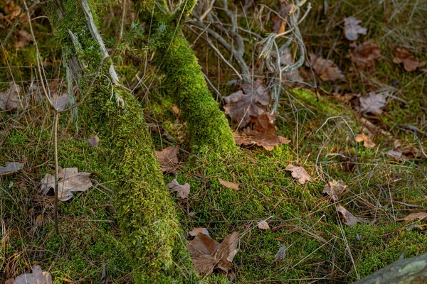 Осенний Лес Старыми Стволами Деревьев Покрытыми Мхом Опавшими Листьями — стоковое фото