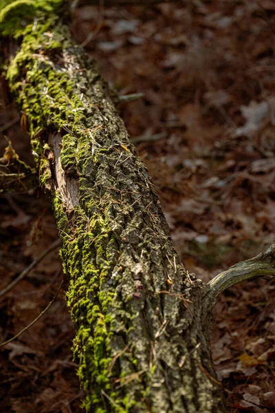 Antiguo Tronco Árbol Cubierto Musgo Verde Bosque Otoño Enfoque Selectivo —  Fotos de Stock