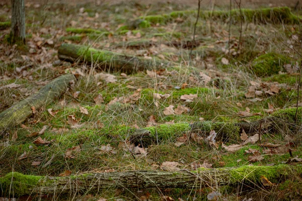 Bosque Otoñal Con Troncos Viejos Cubiertos Musgo Hojas Caídas — Foto de Stock