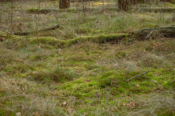Herfst Bos Met Oude Boomstammen Bedekt Met Mos Gevallen Bladeren — Stockfoto