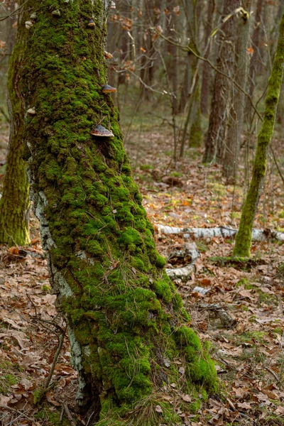 Bosque Otoñal Con Troncos Viejos Cubiertos Musgo Hojas Caídas —  Fotos de Stock