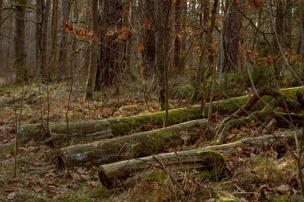 Podzimní Les Starými Kmeny Stromů Pokryté Mechem Spadanými Listy — Stock fotografie