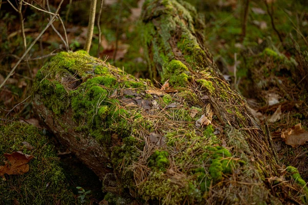 Bosque Otoñal Con Troncos Viejos Cubiertos Musgo Hojas Caídas —  Fotos de Stock