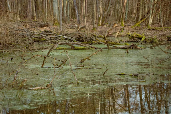Inundado Pantano Primavera Pantano Principios Primavera — Foto de Stock