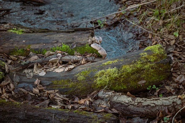 Осенний Лес Старыми Стволами Деревьев Покрытыми Мхом Опавшими Листьями — стоковое фото