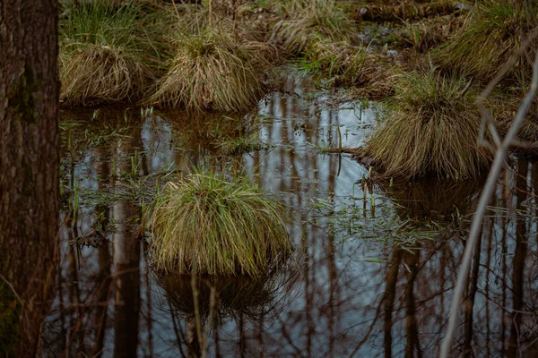 秋天在森林的沼泽地里 枯干的树干和枝条 五彩斑斓 — 图库照片