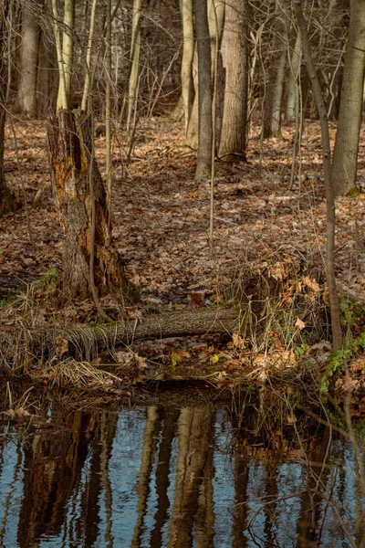Troncos Ramas Árboles Secos Caídos Pantano Bosque Colores Otoñales — Foto de Stock