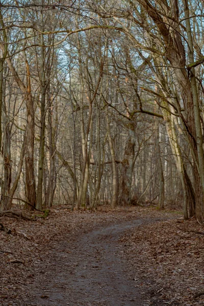 Путь Осенний Лес Солнечными Лучами Проходящими Через Деревья — стоковое фото
