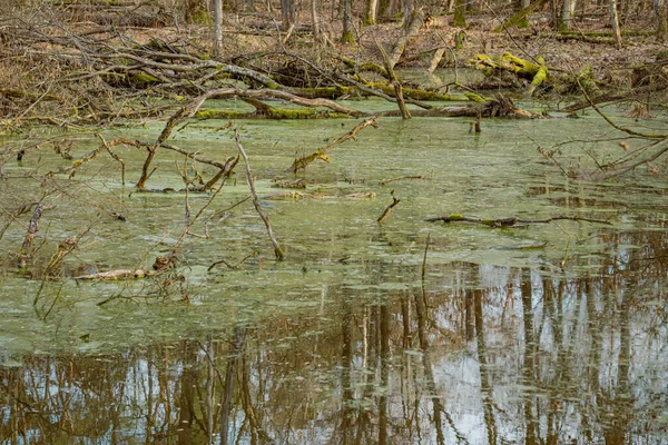 Troncos Ramas Árboles Secos Caídos Pantano Bosque Colores Otoñales — Foto de Stock