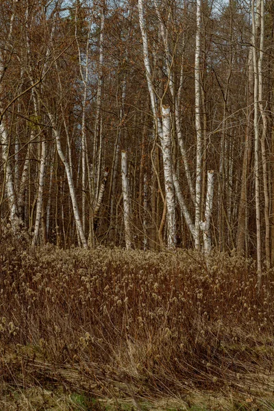 Schöner Herbstlicher Wald Mit Baumstämmen Und Grünem Laub Lettland — Stockfoto