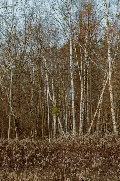 Hermoso Bosque Color Otoñal Con Troncos Árboles Follaje Verde Latvia — Foto de Stock