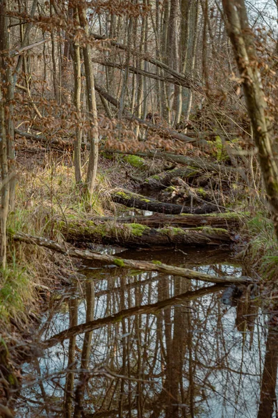 Troncs Arbres Secs Tombés Branches Dans Marais Dans Forêt Dans — Photo