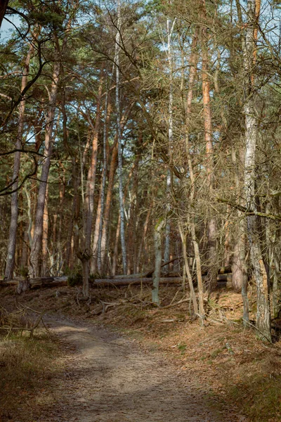 Alter Umgestürzter Baum Herbstwald Geringe Tiefenschärfe — Stockfoto