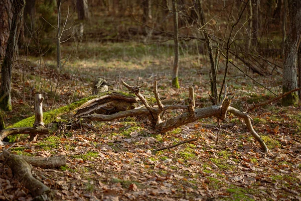 Vecchio Albero Rotto Nella Foresta Autunnale Profondità Campo Ridotta — Foto Stock
