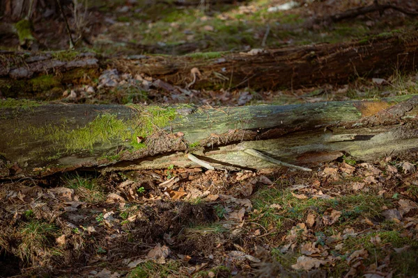 Old Broken Tree Autumn Forest Shallow Depth Field — Stock Photo, Image