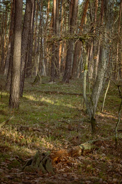 Hermoso Bosque Color Otoñal Con Troncos Árboles Follaje Verde Latvia —  Fotos de Stock