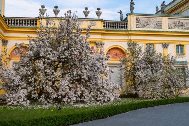 Polonya, Varşova 'daki Wilanowski Sarayı' nın önünde çiçek açan beyaz bir manolya ağacı.