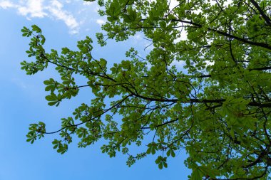 Kestane ağacının yeşil yaprakları beyaz bulutlu mavi gökyüzüne karşı