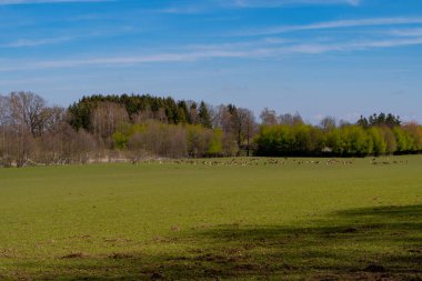 Bir vahşi geyik sürüsü baharda bir çayırda otlar.