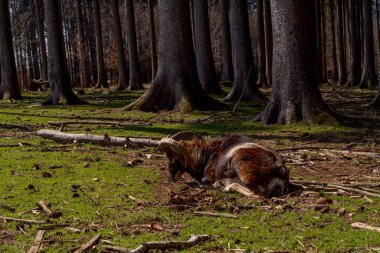 Mouflon yazın bir çam ormanında yerde yatıyordu.