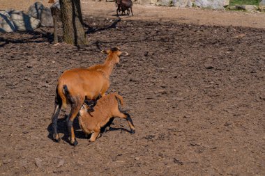 Hayvanat bahçesindeki keçi ve keçiler