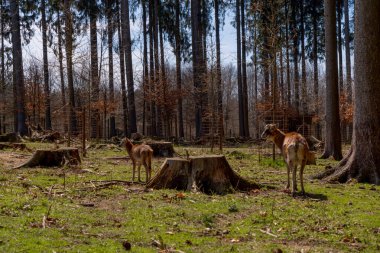 Hayvanat bahçesindeki keçi ve keçiler