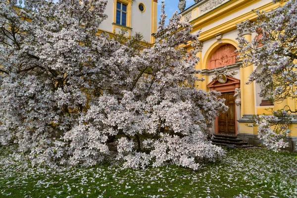 Ett Vitt Magnoliaträd Blommar Framför Wilanowski Palatset Warszawa Polen — Stockfoto
