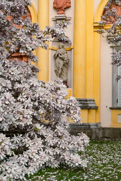 Polonya Varşova Daki Wilanowski Sarayı Nın Önünde Çiçek Açan Beyaz — Stok fotoğraf