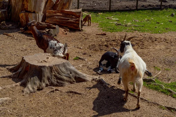 动物园里的山羊和山羊 — 图库照片