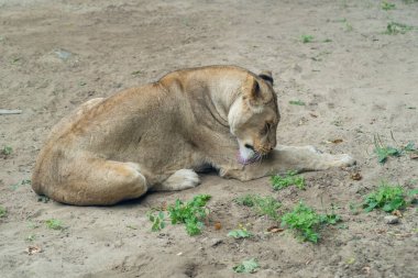 Dişi aslan yerde yatıyor ve bedeni yavrunun etrafında kıvrılıyor.