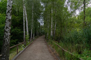 Yeşil yapraklar ve patikalar ile huş ağacı orman patikası yazın