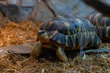 Afrika mahmuzlu kaplumbağası (Geochelone sulcata)