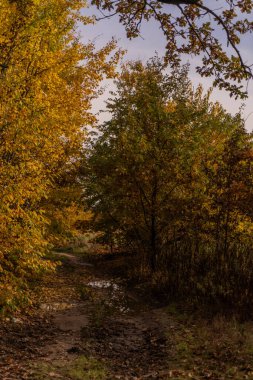 A road along an alley of trees with yellow leaves in the sunshine in October in Warsaw