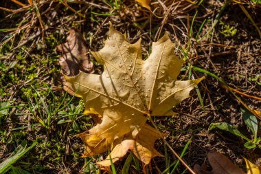 Maple leaves on the ground in the autumn forest close-up