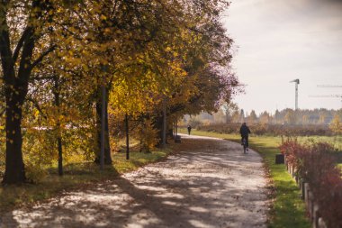 A road along an alley of trees with yellow leaves in the sunshine in October in Warsaw