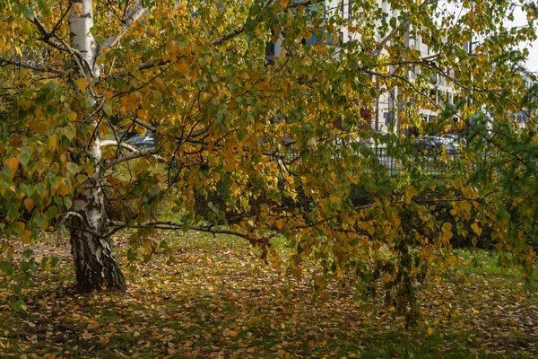 Şehir parkında sonbahar. Sarı yapraklı güzel sonbahar manzarası.