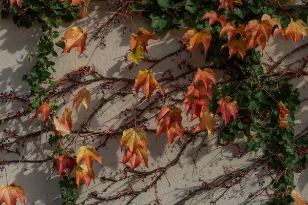 Güz mevsiminin muhteşem renkleri, gri taş duvardaki Partenocissus quinquefolia bitkisinin parlak turuncu kırmızı yaprakları.