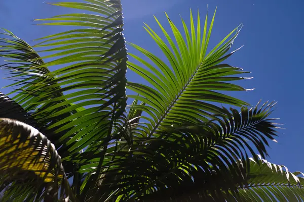 palm tree leaves on the sky background