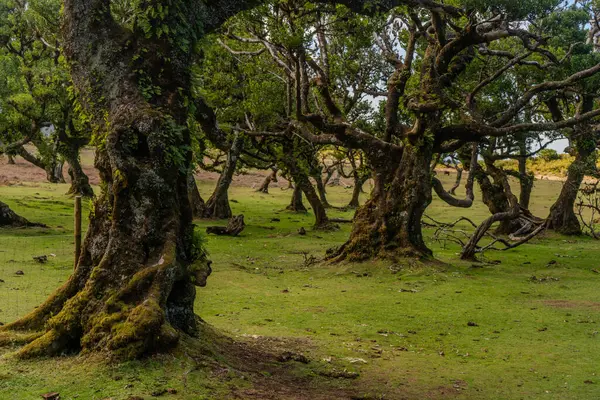 Madeira Portekiz adasındaki Laurissilva ilkel defne ormanı.
