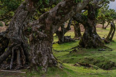 Madeira Portekiz adasındaki Laurissilva 'nın ilkel defne ormanı çayırlara dağılmış ağaçlar. Yuvarlanan tepeler, açık mavi gökyüzünün altında uzanıyor..