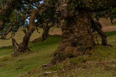 Madeira Portekiz adasındaki Laurissilva 'nın ilkel defne ormanı çayırlara dağılmış ağaçlar. Yuvarlanan tepeler, açık mavi gökyüzünün altında uzanıyor..