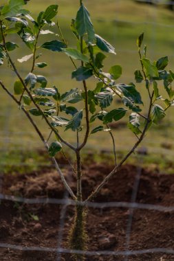 Madeira Portekiz adasındaki Laurissilva ilkel defne ormanı çimenli bir tarlaya dağılmış ağaçlar..