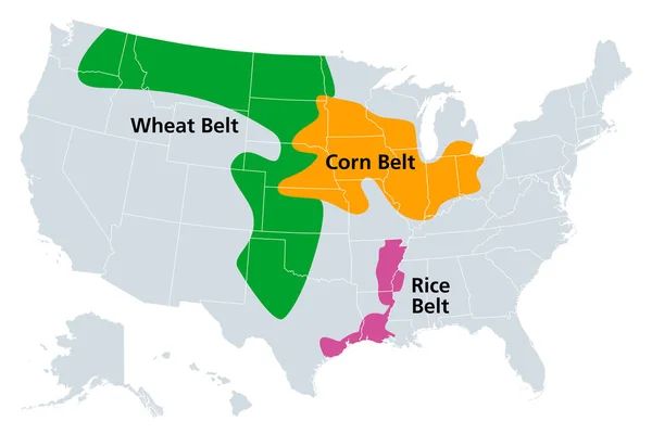 コーンベルト 小麦ベルトと米国の米ベルト 政治地図 米国の地域は トウモロコシ 米の支配的な部分を成長させる 白の上に隔離されたイラスト — ストックベクタ