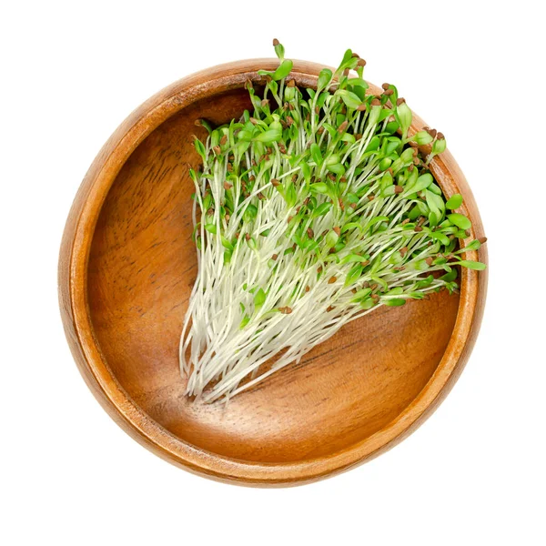 Alfalfa Microgreens Träskål Färska Unga Lusern Plantor Medicago Sativa Gröna — Stockfoto