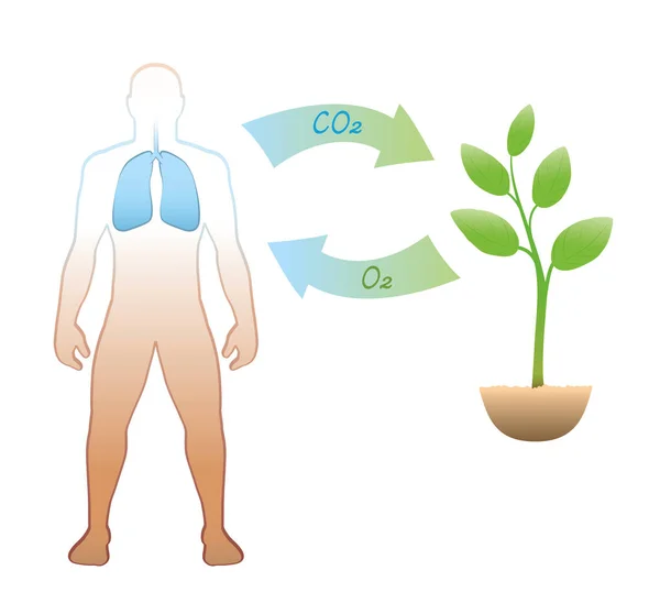 Ciclo Carbono Entre Humanos Plantas Exalação Ingestão Dióxido Carbono Co2 —  Vetores de Stock