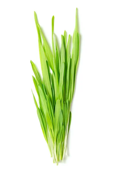 無花果の大麦のマイクログリーンの束 ホルデウム ハゲワシの新鮮ですぐに食べられる苗 単子葉植物および若い植物は 裸麦とも呼ばれ 家畜化された大麦の一種です — ストック写真