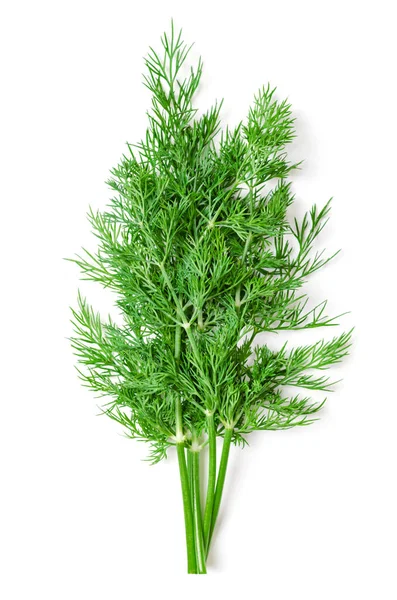 ディル フロンドの束 新鮮な緑のシダのようなディルの葉 ディル雑草やディル雑草と呼ばれる アネトゥムグラビエルン 料理のハーブ ガーニッシュとして使用される または特にサーモンや漬物を味わうために — ストック写真