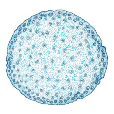 Zea sapı, mısır sapı, enine kesit, 20X ışık mikrografı. Zea Mays bitkisinin kökü, ışık mikroskobu altında. Tek bir resimde birleşmiş on ayrı çekim. Beyaz arkaplanda izole.